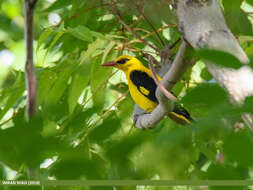 Image of Indian Golden Oriole