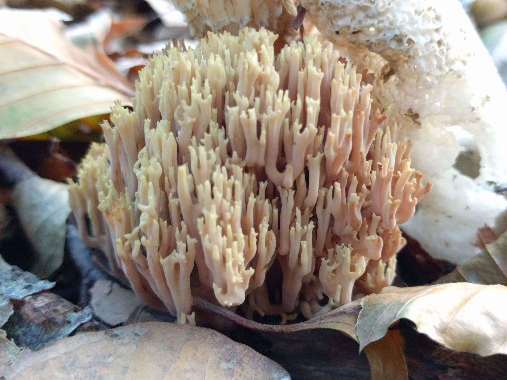 Слика од Ramaria stricta (Pers.) Quél. 1888