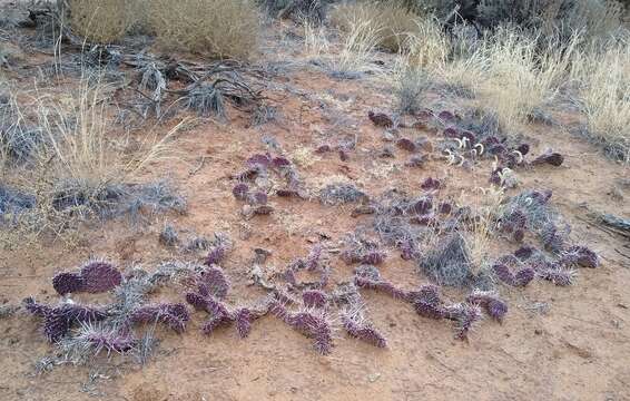 Image of Panhandle Prickly-pear