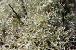 Image of Thorn cladonia