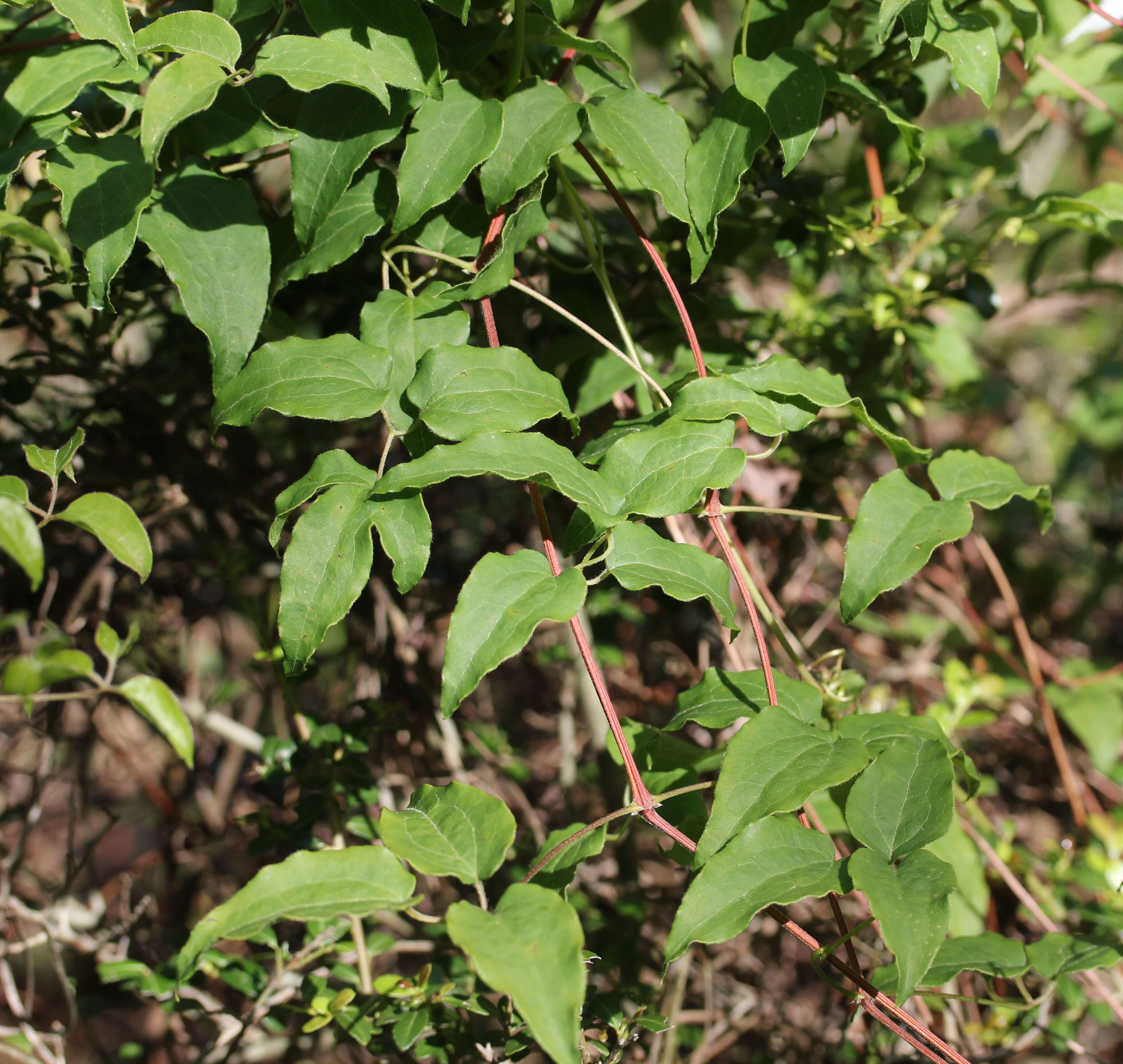 Image of Clematis