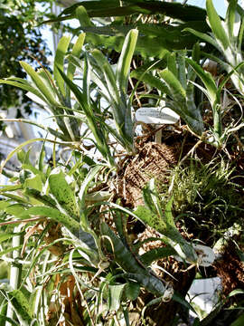 Image of Neoregelia pauciflora L. B. Sm.