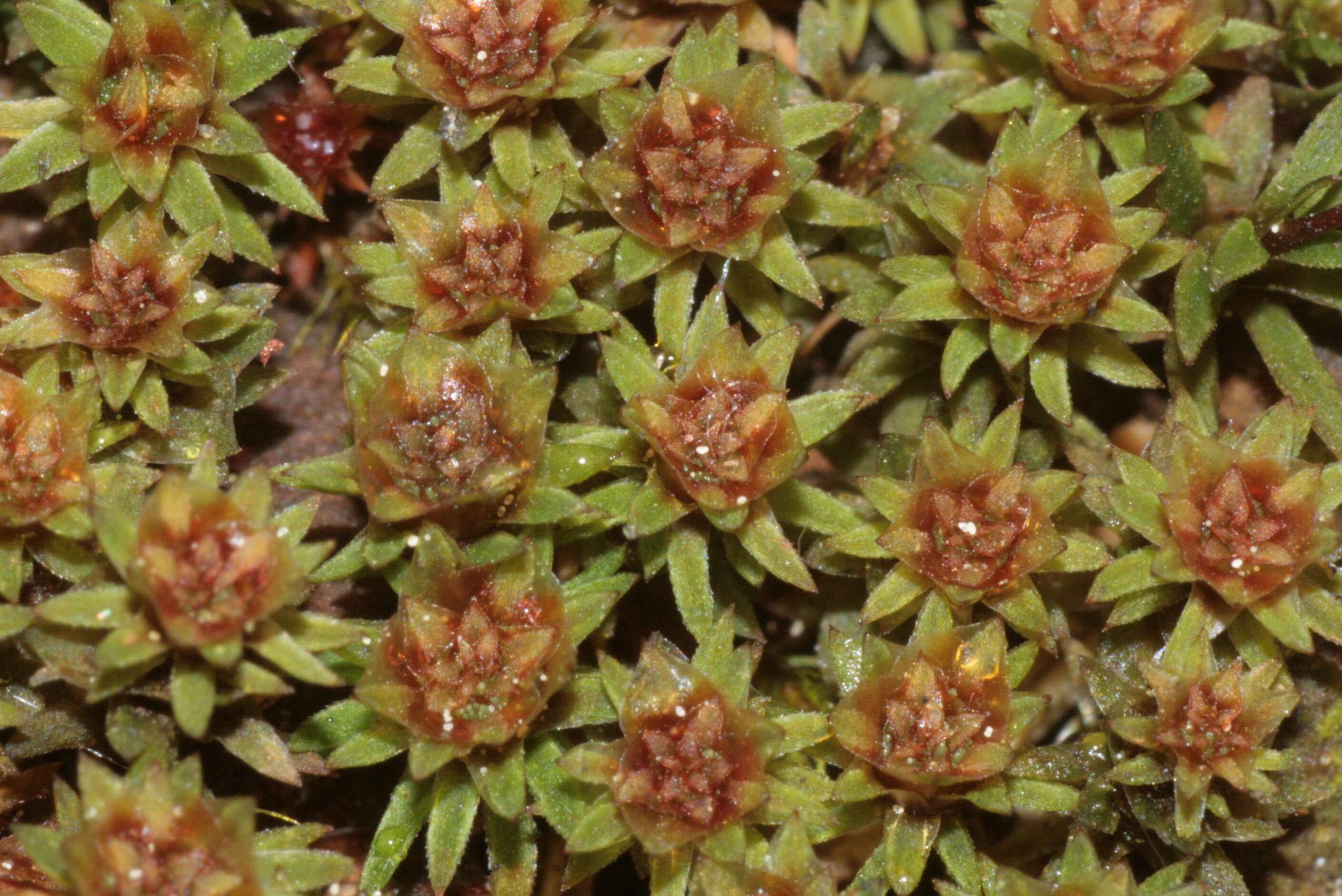 Image of aloe haircap