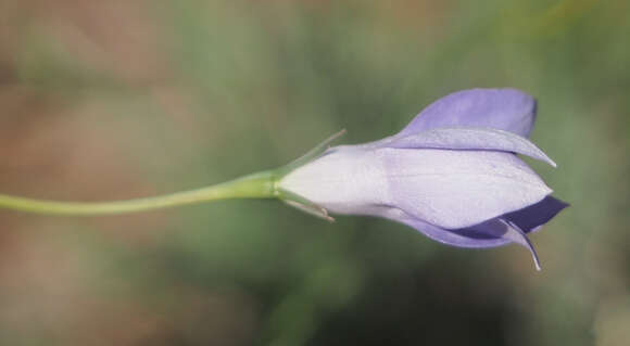 Image of Wahlenbergia capillaris (G. Lodd.) G. Don