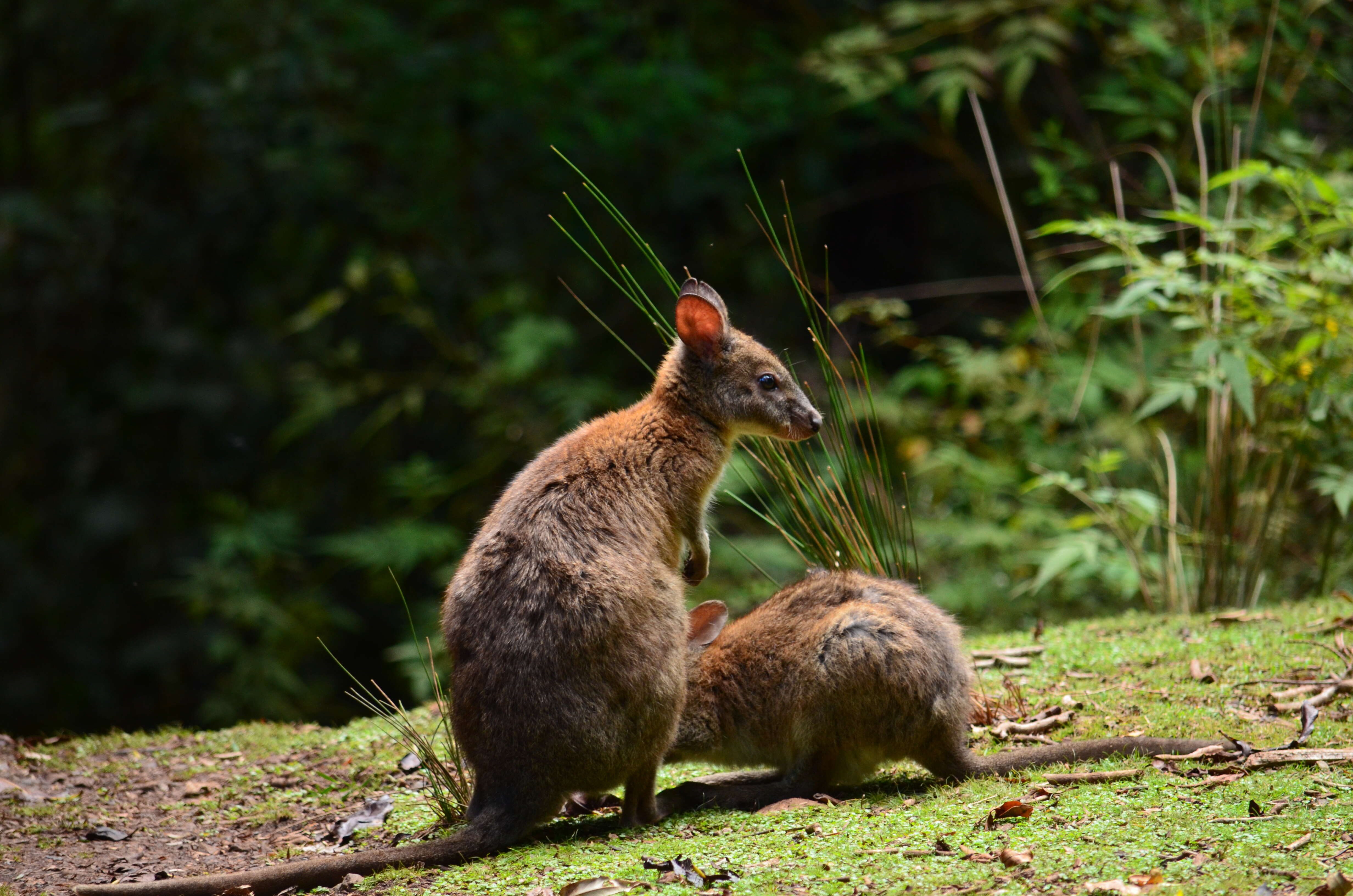 Image of Red-necked Pademelon