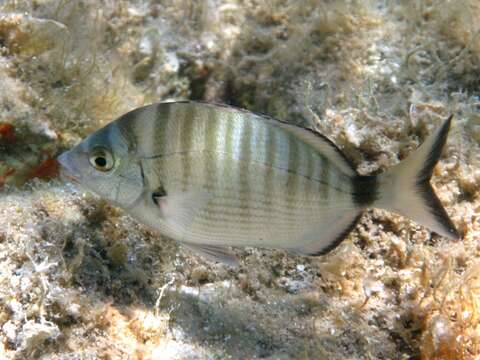 Image of Porgy