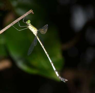 Image of Platylestes platystylus (Rambur 1842)