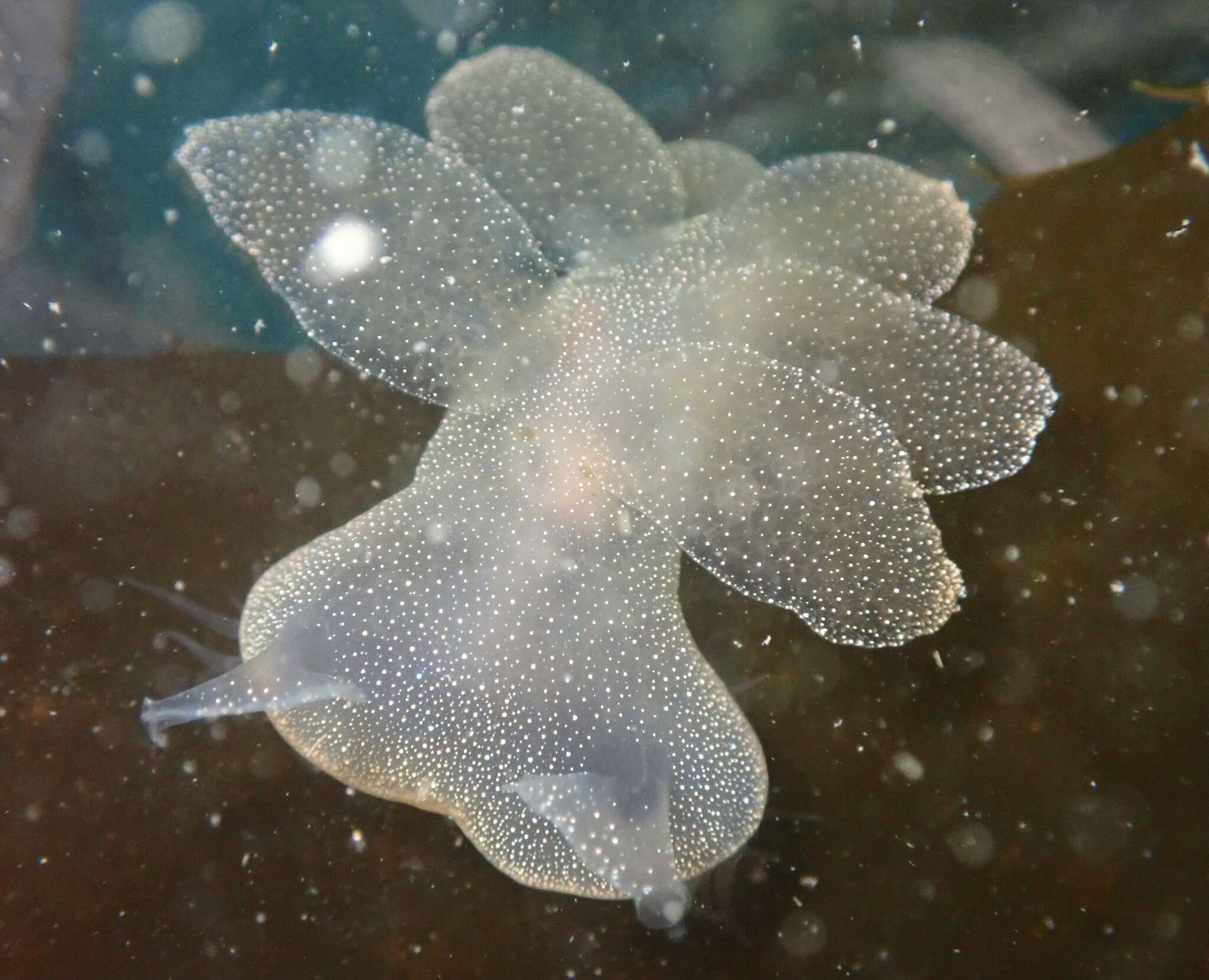 Melibe leonina (Gould 1852) resmi