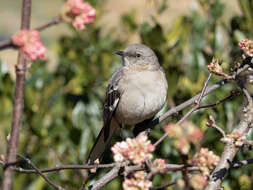 Image of Northern Mockingbird