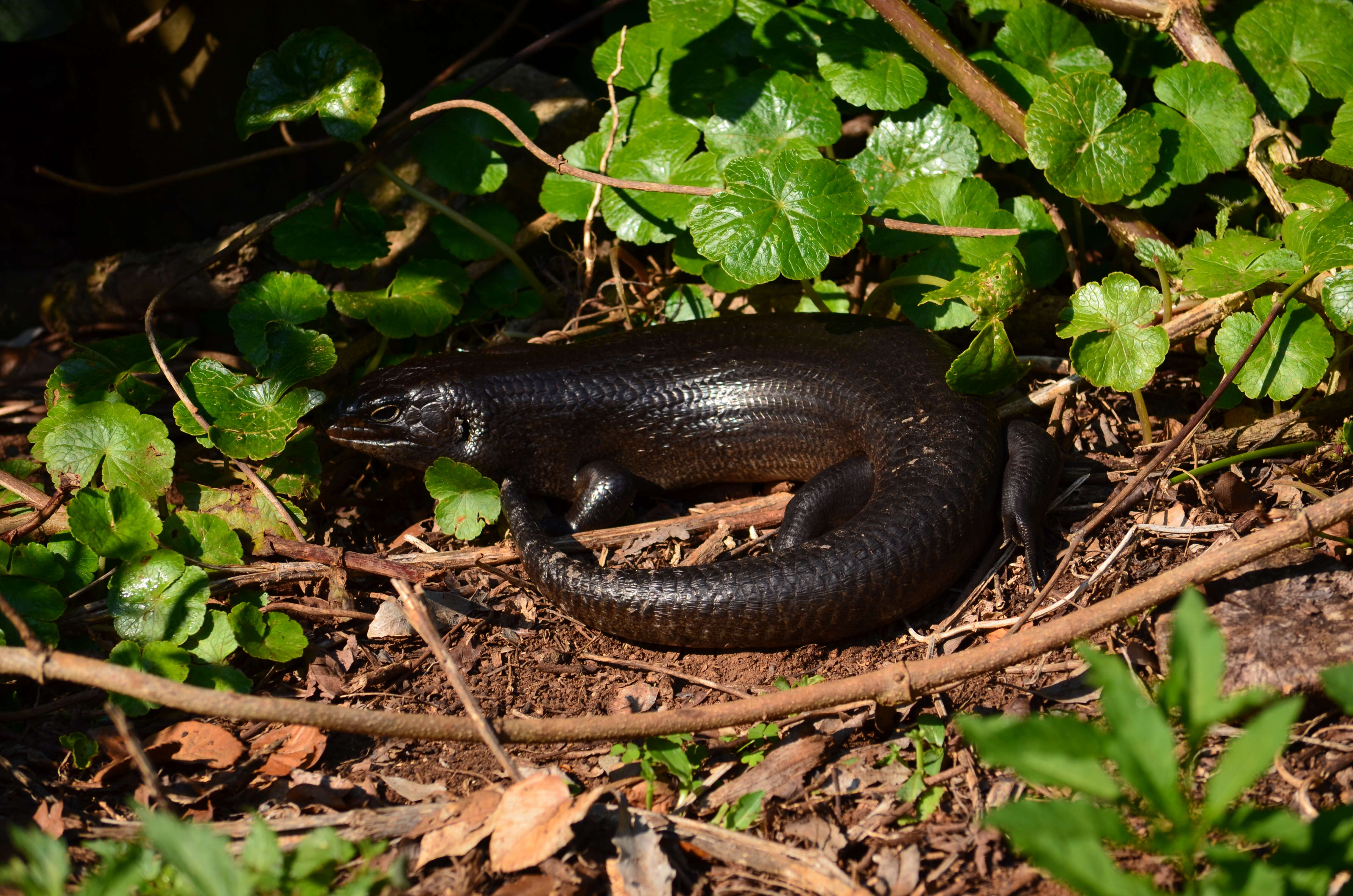 Image of Land Mullet