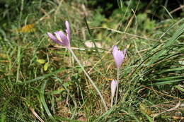 Image of Autumn crocus