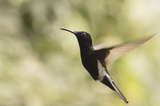 Image de Colibri demi-deuil