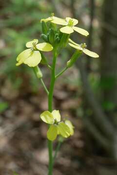 Image of star-mustard