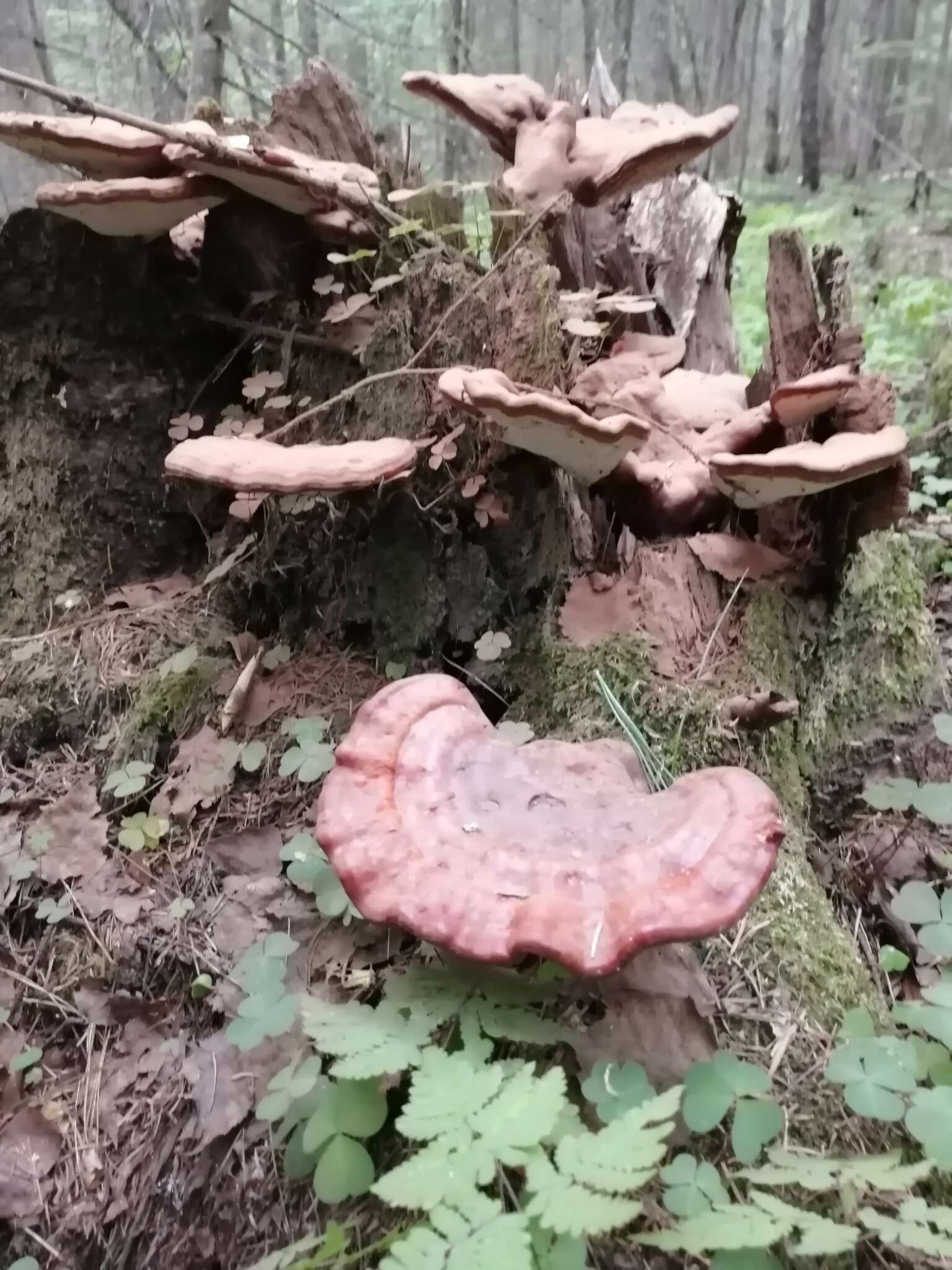 Image of lingzhi mushroom