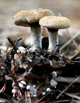 Image of Powdery Piggyback mushroom