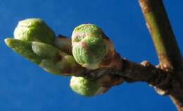 Image of Prunus sect. Prunus