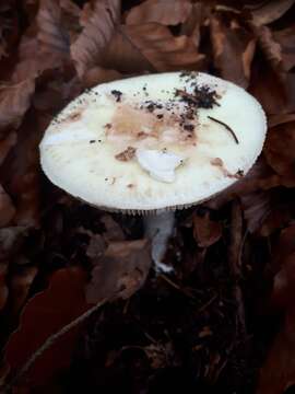 Image of False deathcap