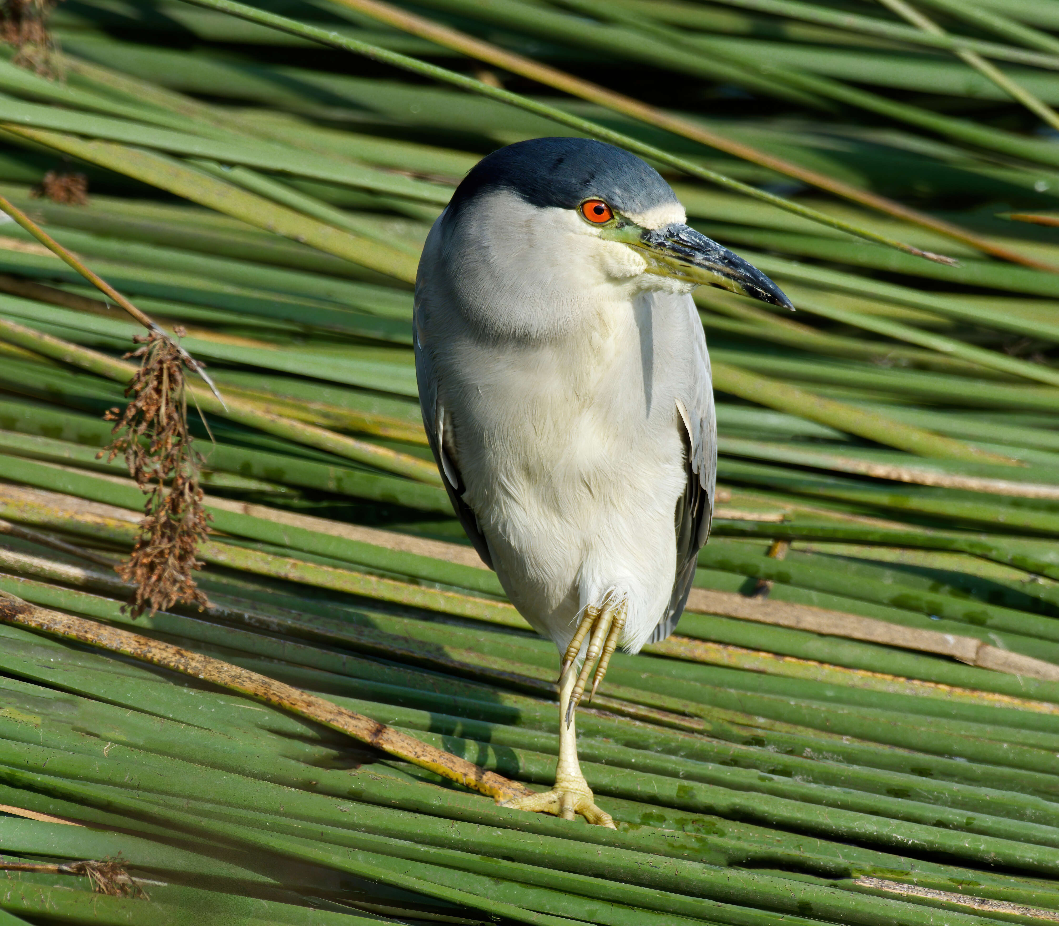 Image of Night Herons