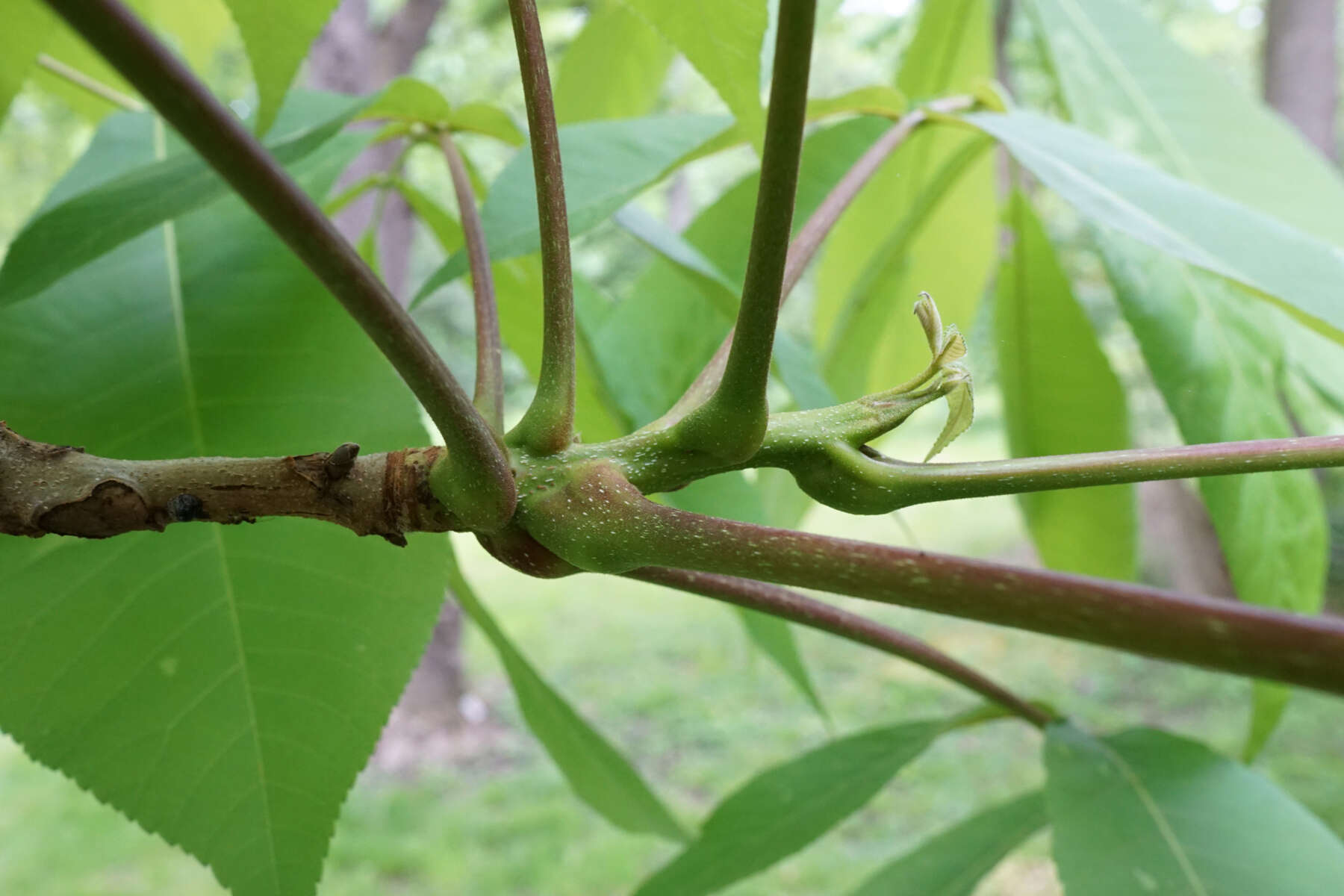 Image of shellbark hickory