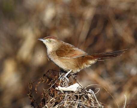 Image of Freckle-breasted Thornbird