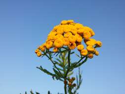 Image of common tansy