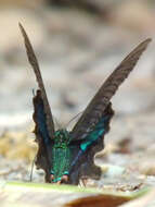 Image of Papilio paris Linnaeus 1758