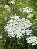 Image of Queen Anne's lace