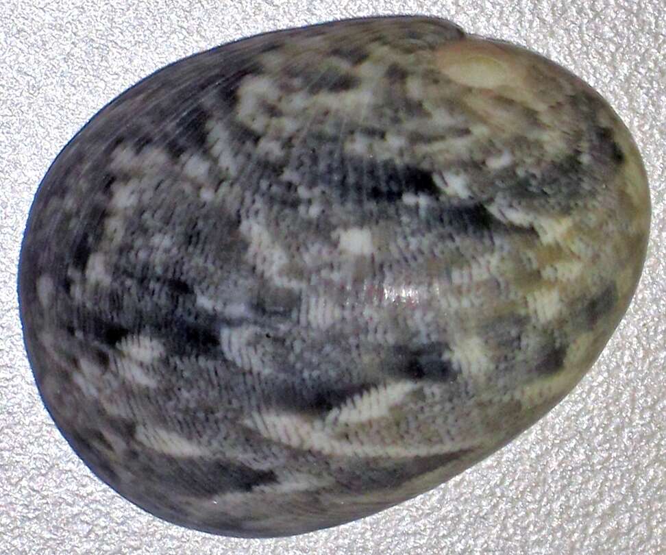 Image of polished nerite