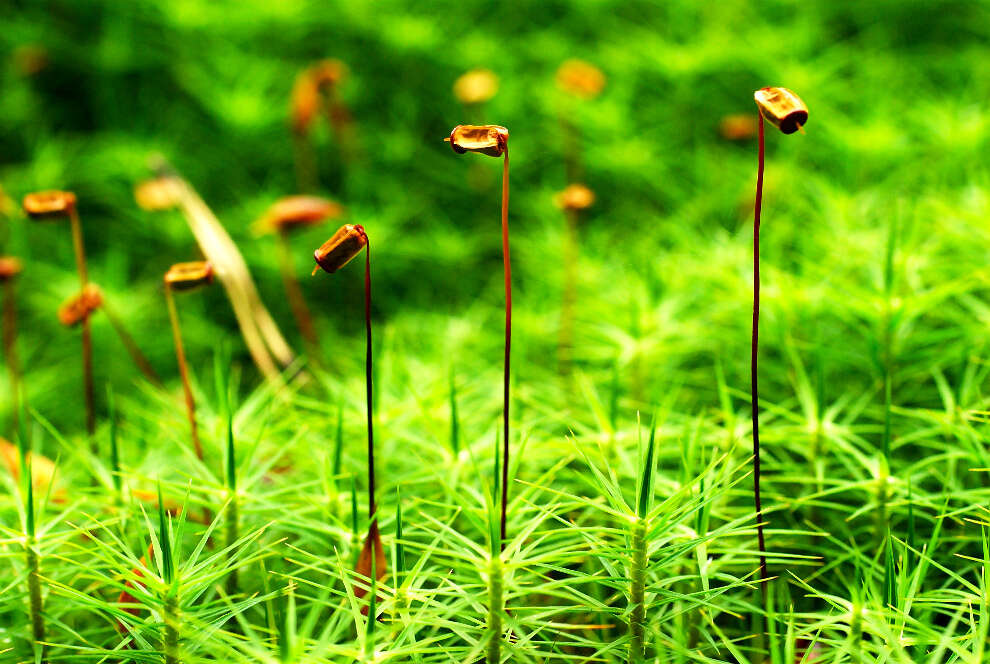 Image of Bank Haircap Moss