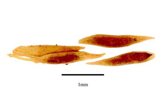 Corsia ornata Becc.的圖片