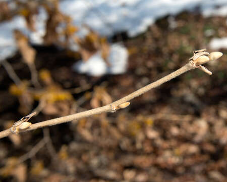 Image of Chinese witch hazel