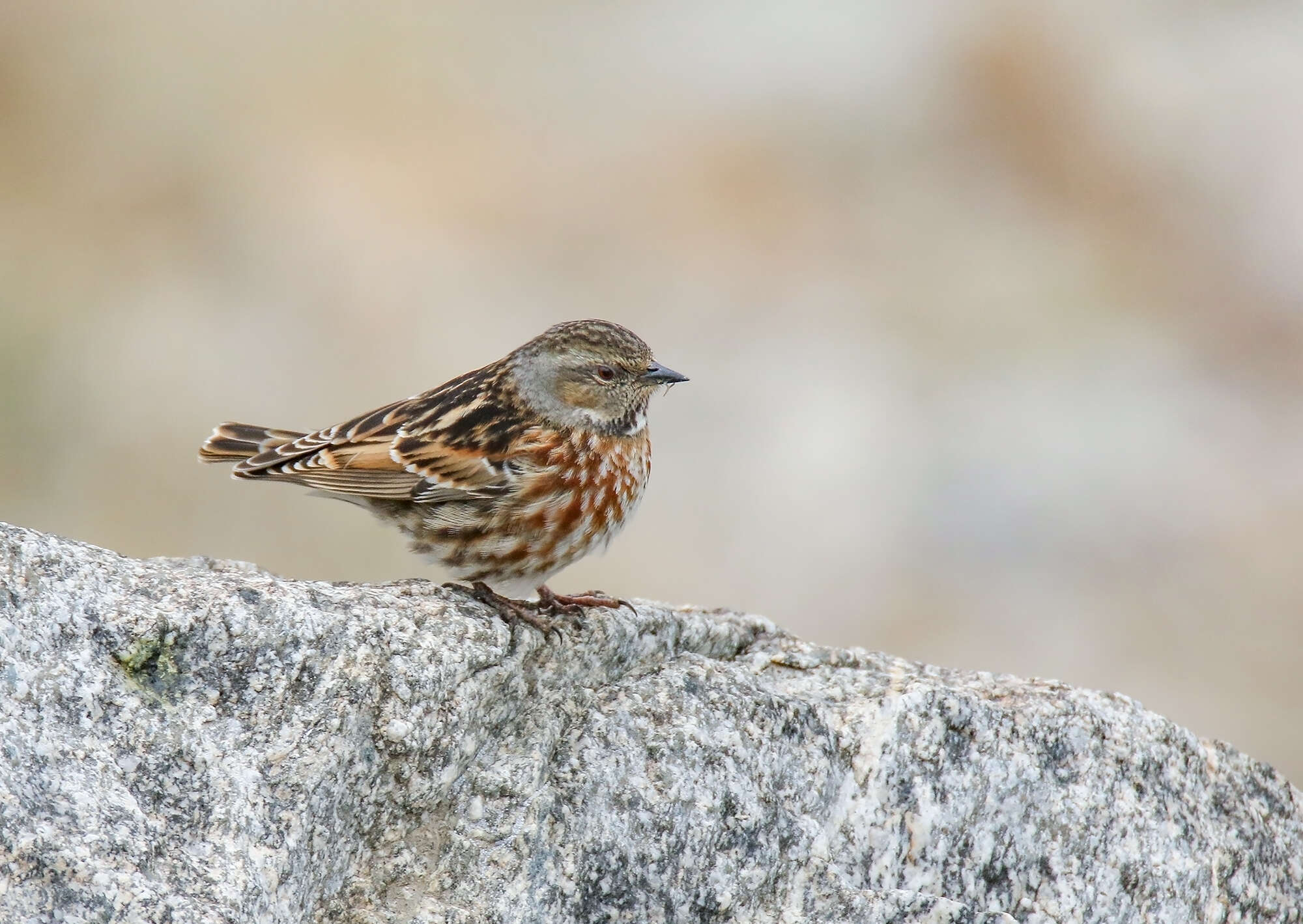 Image of Altai Accentor