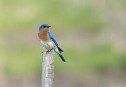 Image of Eastern Bluebird