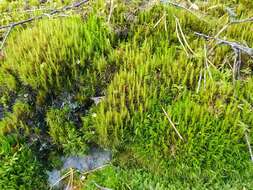 Image of Broom Moss