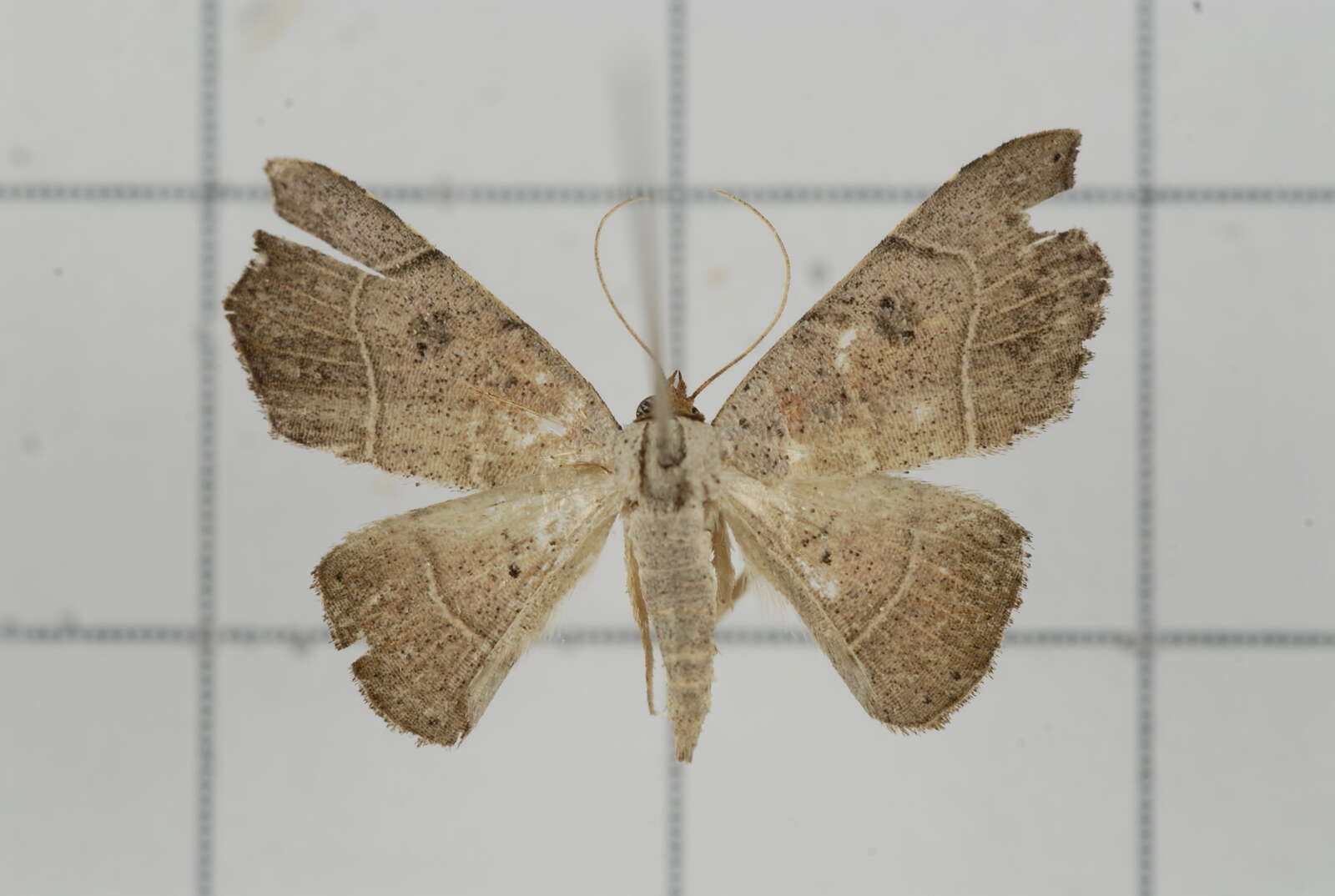 Image of Sophta ruficeps Walker 1864