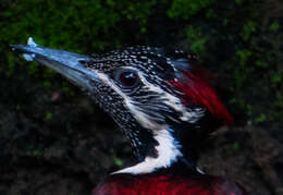 Image of Lesser Crimson-backed Flameback