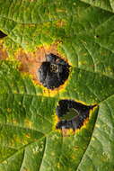 Image of European tar spot