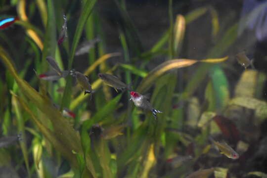 Image of Lemon tetra