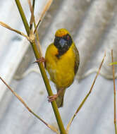 Image of African Masked Weaver