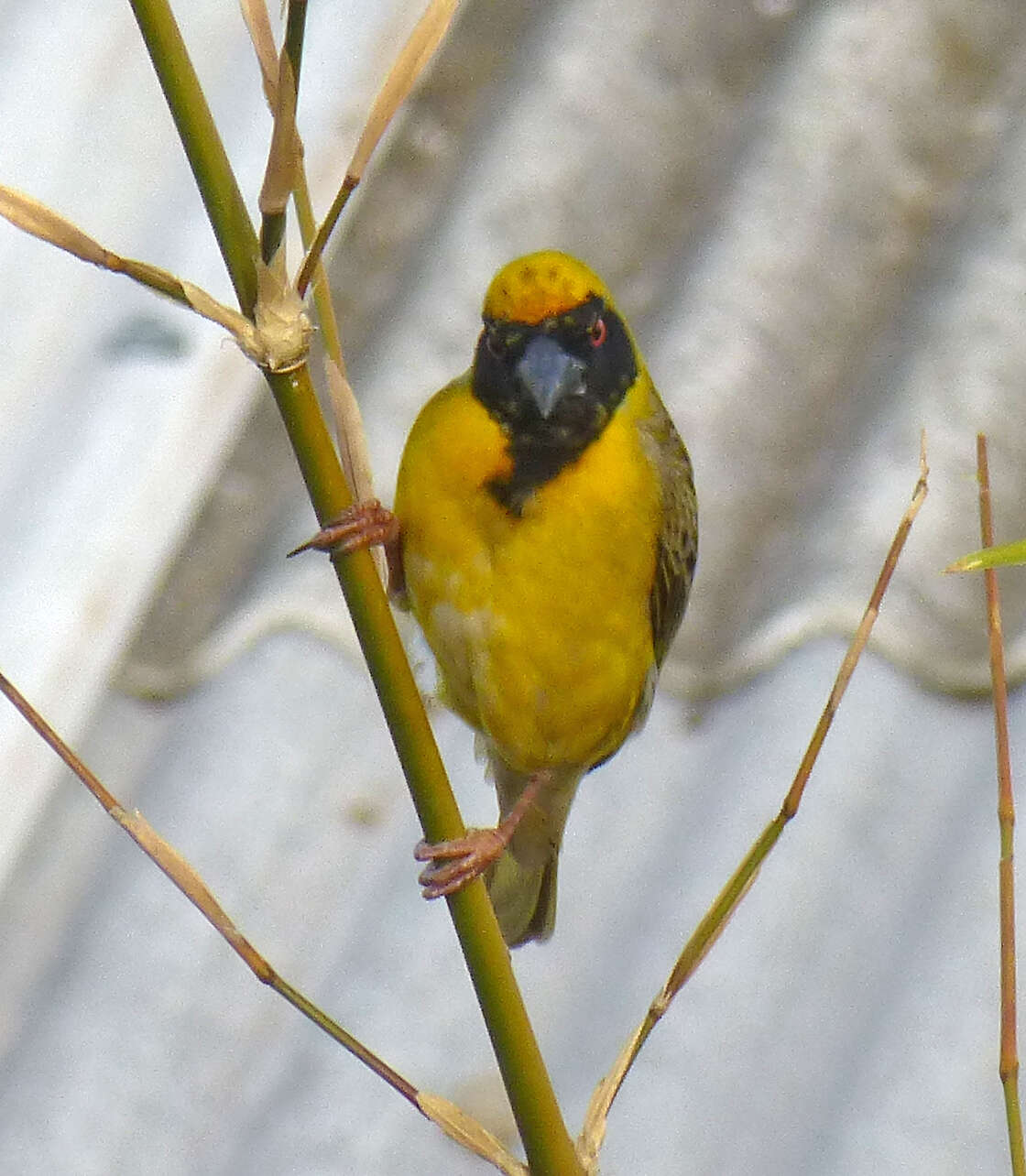 Image of African Masked Weaver