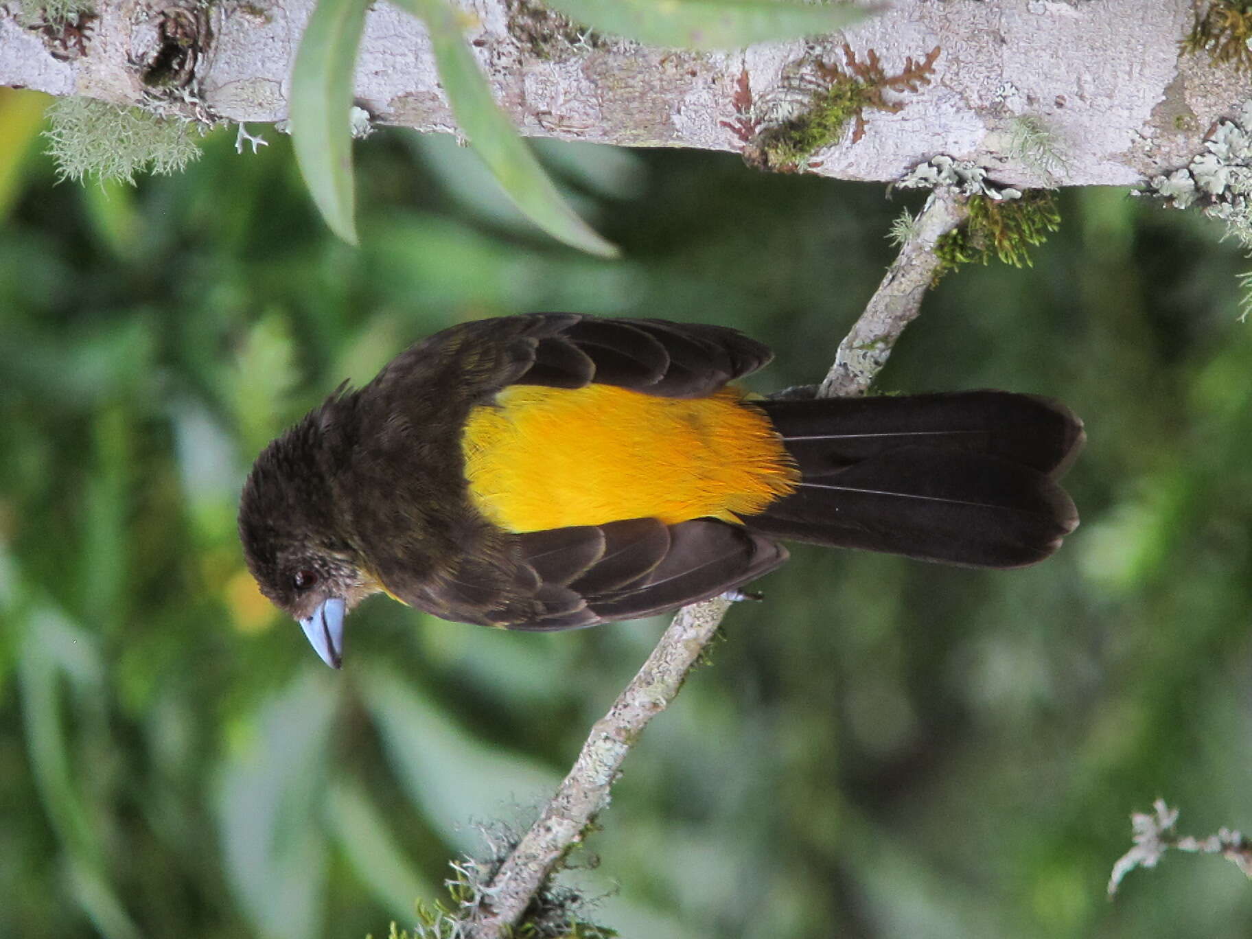 Image of Flame-rumped Tanager