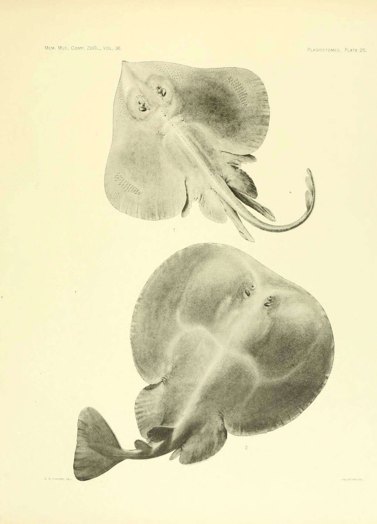 Image of electric ray