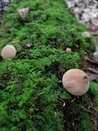 Imagem de Lycoperdon subincarnatum Peck 1872