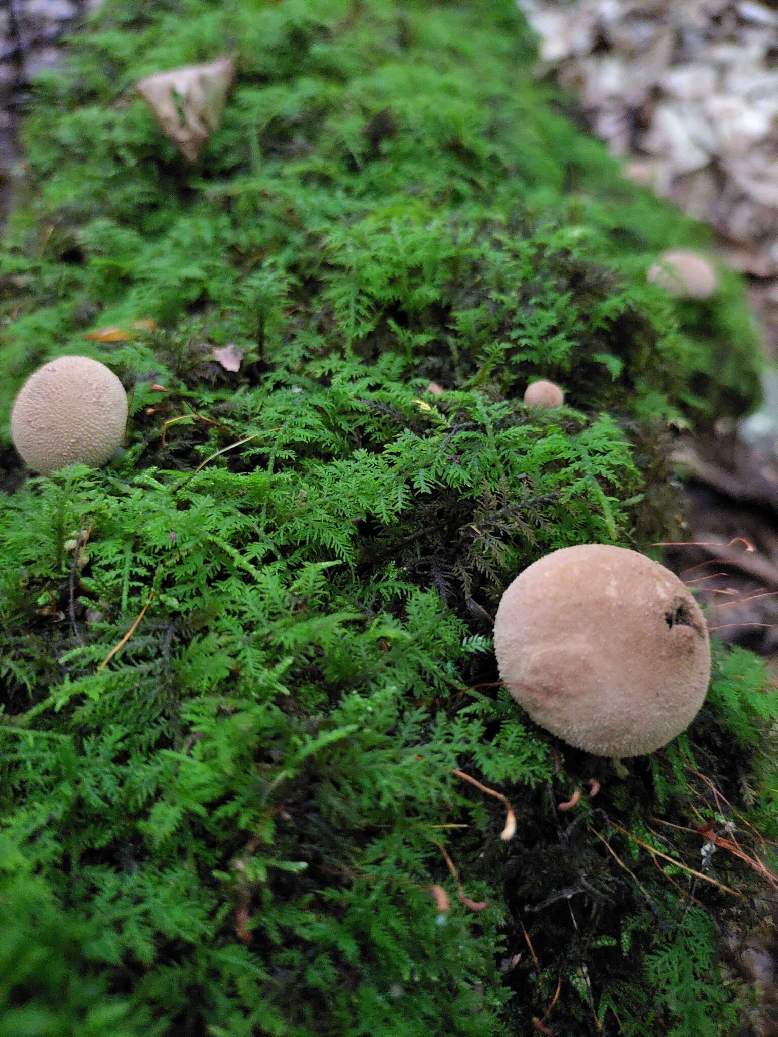 Imagem de Lycoperdon subincarnatum Peck 1872