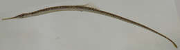 Image of Chain pipefish