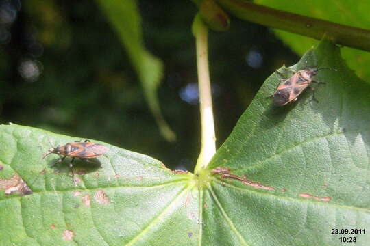 صورة Arocatus longiceps Stal & C. 1872