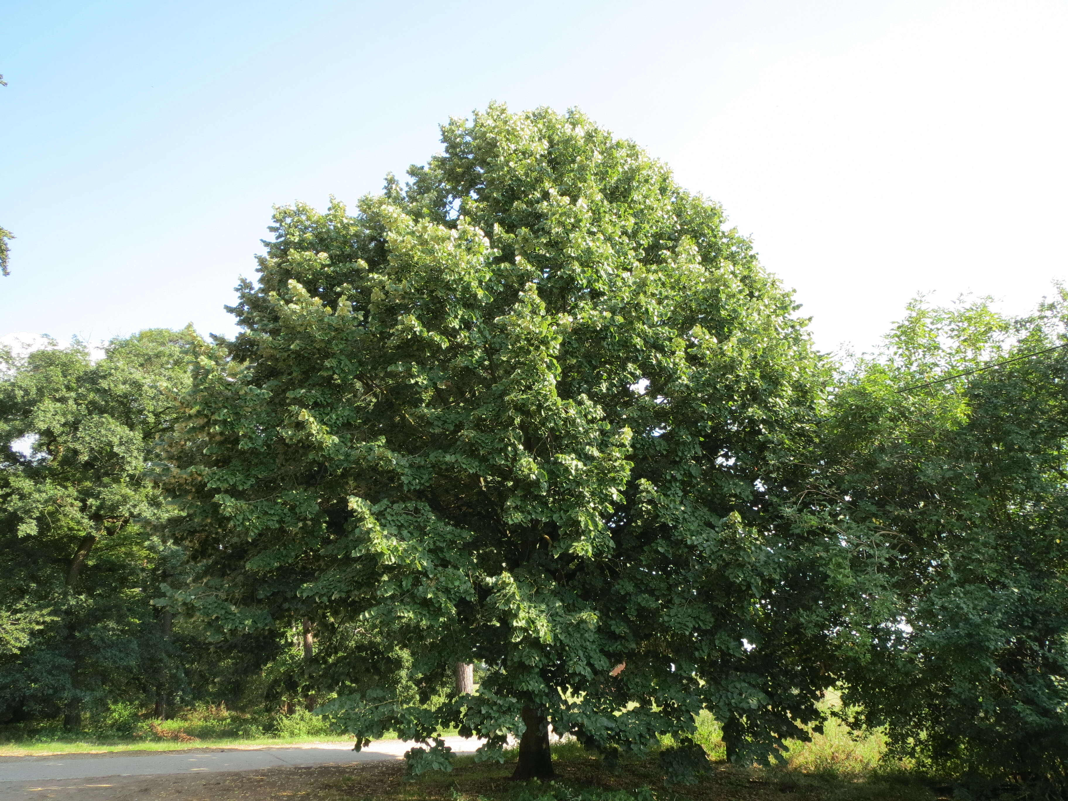 Image of Silver Lime