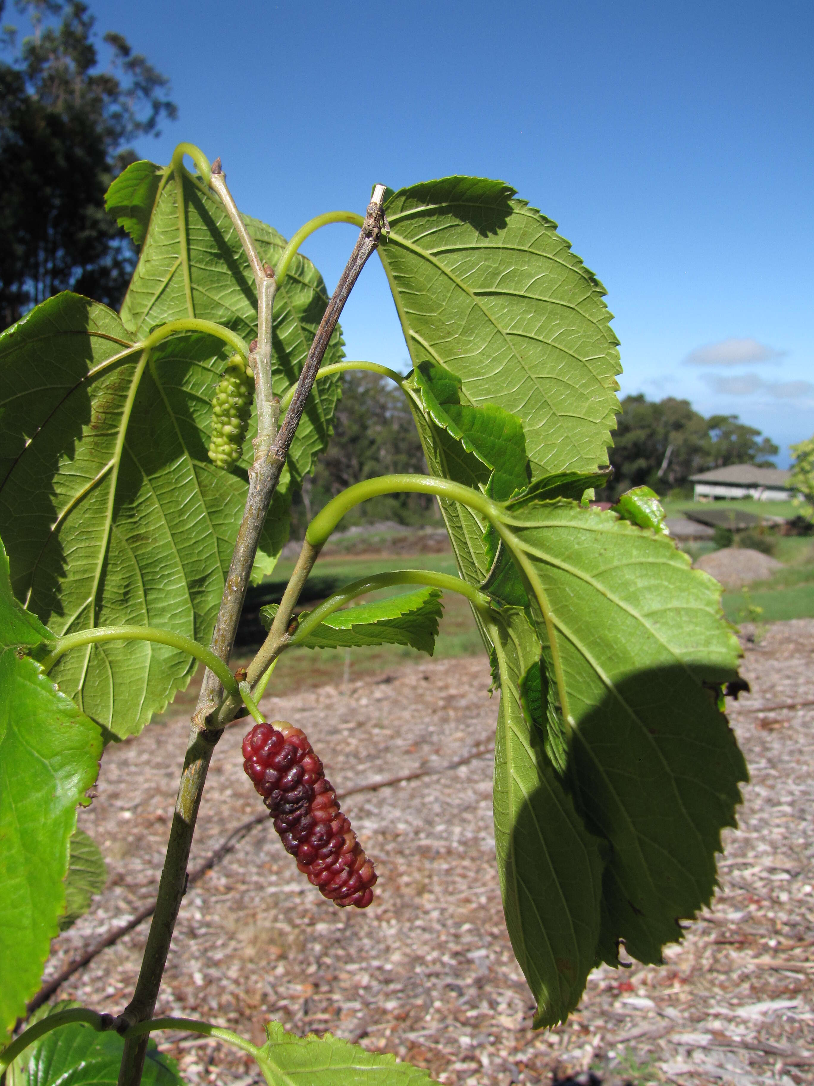 Image of white mulberry