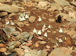 Image of Common albatross