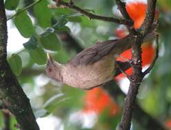 Image of Clay-colored Robin